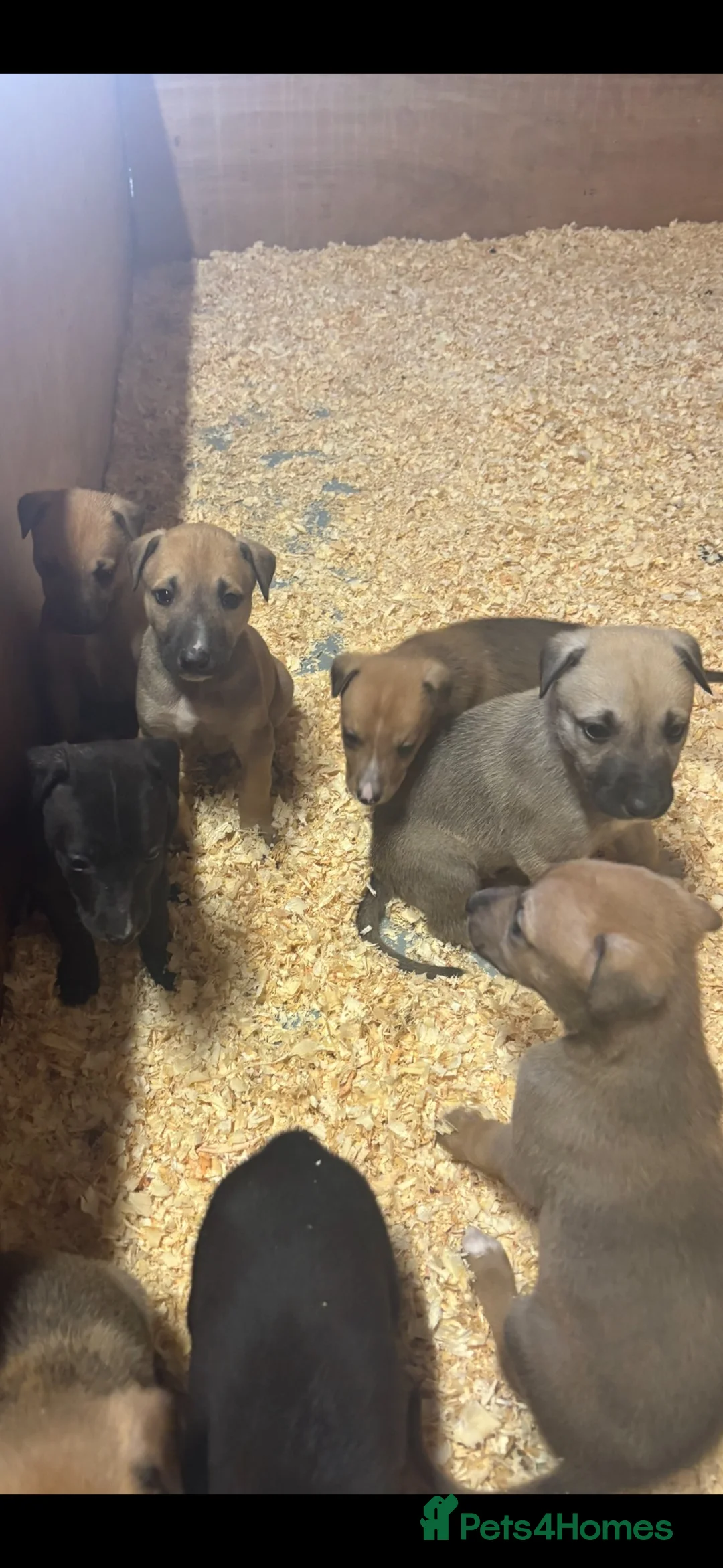 Jackapoo dogs for sale: Quick sale Jackapoo puppies poodle x Jack toy bf  - Advert 2