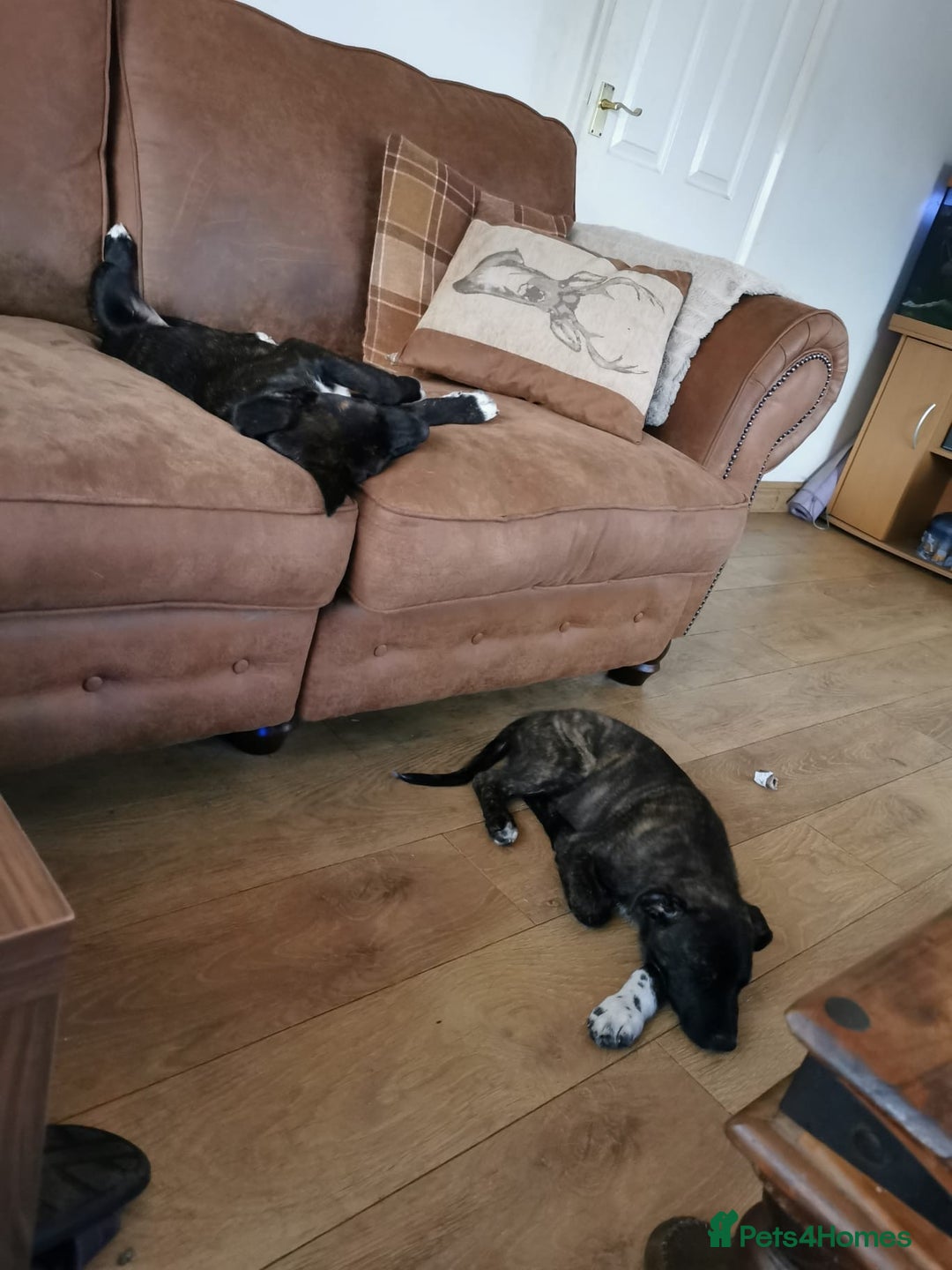 Mixed Breed dogs for sale: Staffordshire bull terrier cross German Shepherd - Image 2