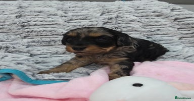 Cavapoo dogs - Advert 13