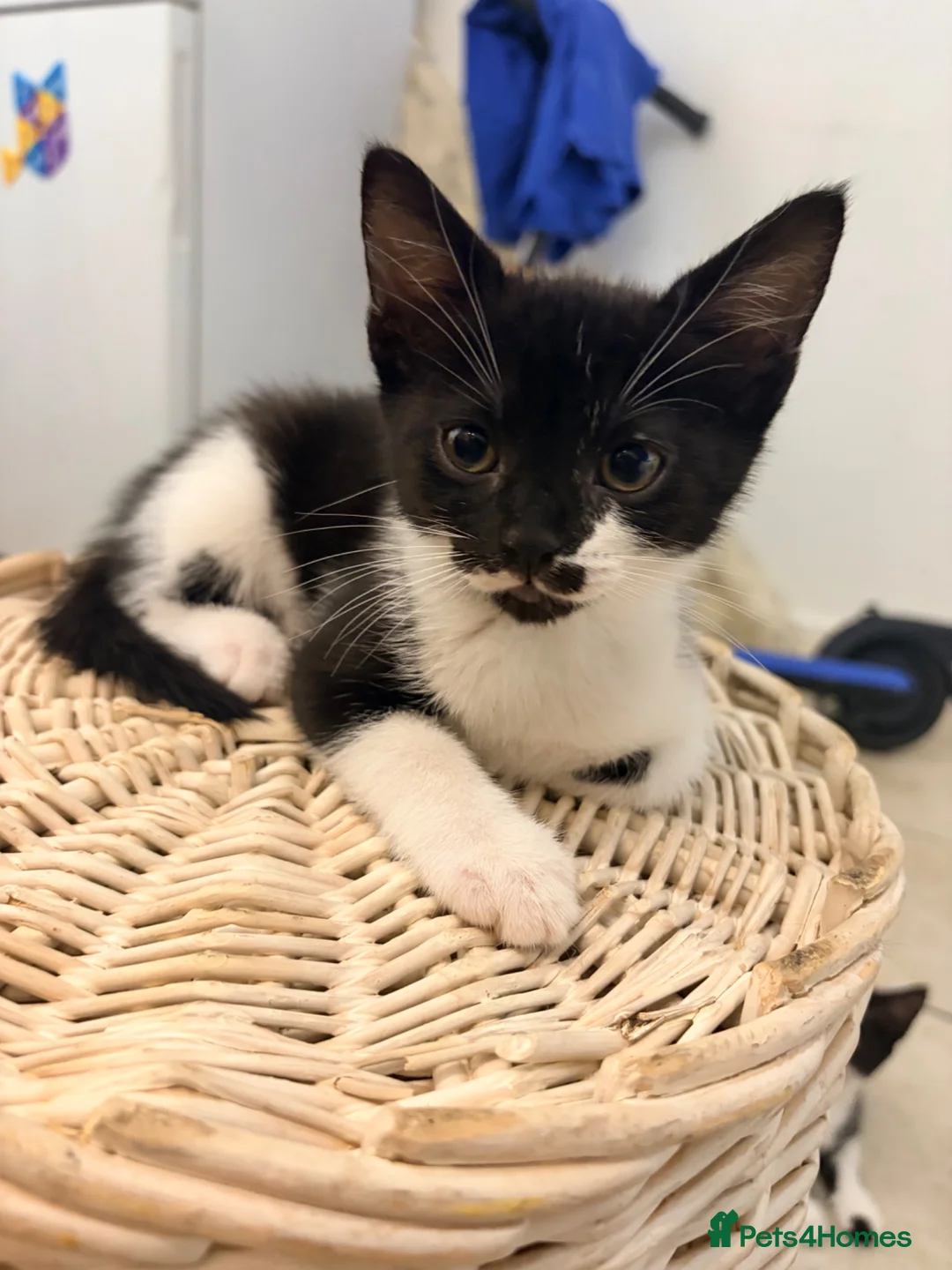 Mixed Breed cats for sale: Two lovely girls ready for homes  in Poole - Advert 4