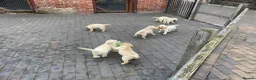 Labrador Retriever dogs for sale: Beautiful Labrador Puppies - Advert 10