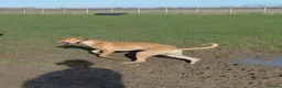 Mixed Breed dogs for sale: Lurcher - Advert 4