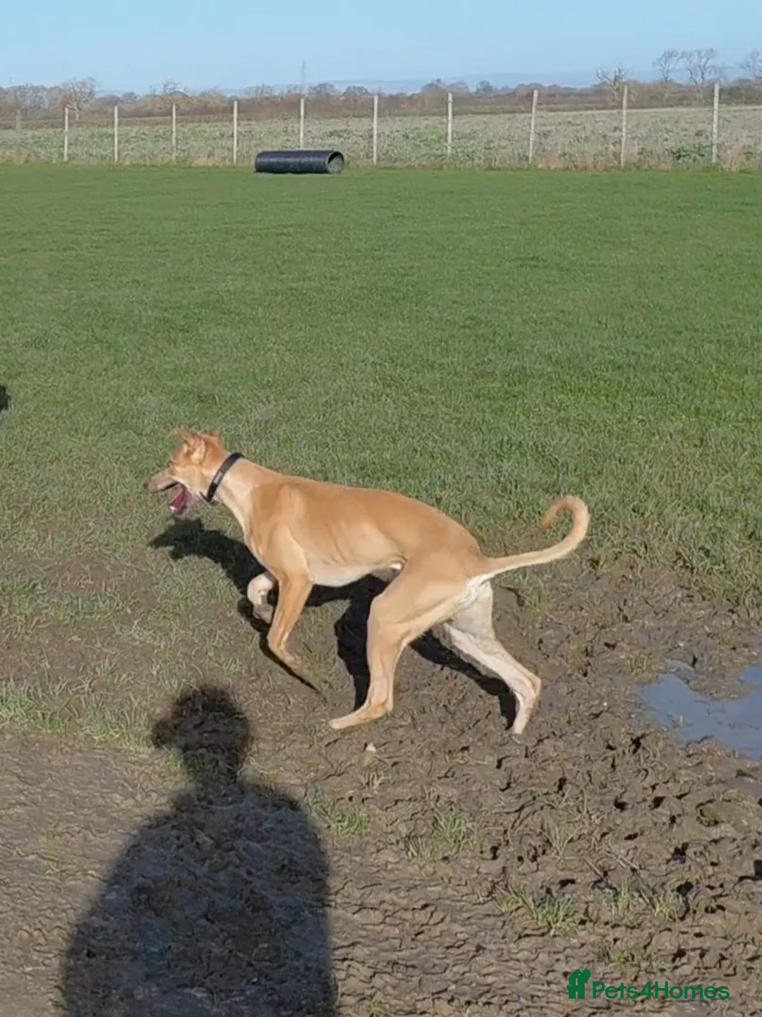 Mixed Breed dogs for sale: Lurcher - Advert 4