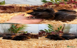 Guinea Pig rodents for sale: ✨Baby Guinea Pigs Available Girls ✨💗 - Image 5