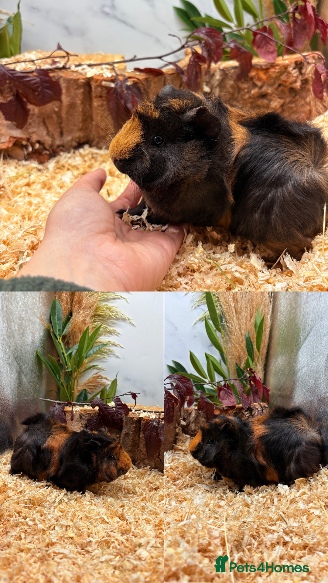Guinea Pig rodents for sale: ✨Baby Guinea Pigs Available Girls ✨💗 - Image 5