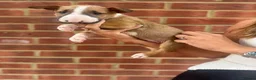 English Bull Terrier dogs for sale: ENGLISH BULL TERRIER PUPPYS - Advert 27