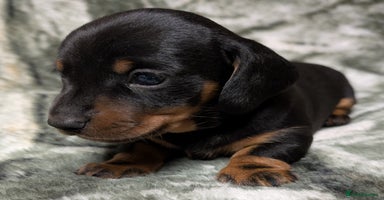 Miniature Dachshund dogs - Advert 2