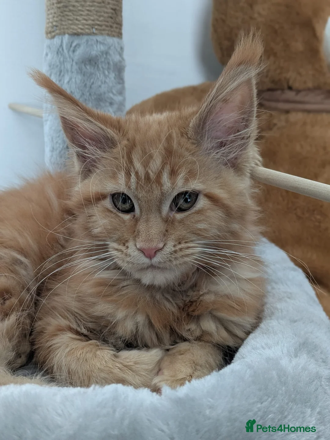 Maine Coon cats for sale: Red Mainecoon  - Advert 1