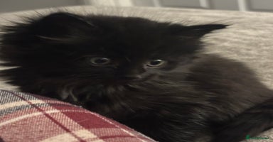 Mixed Breed cats - Advert 6