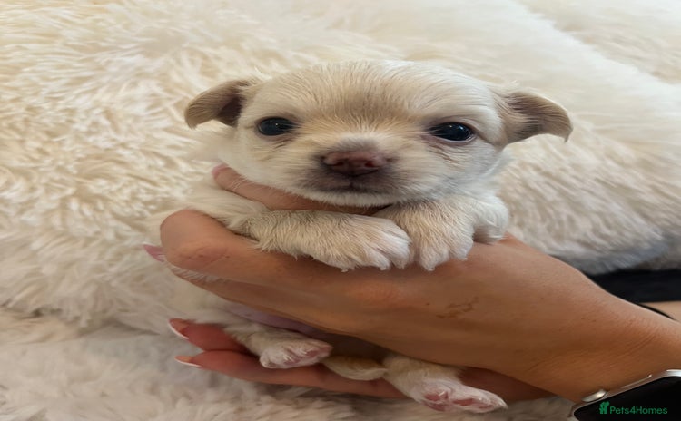 Chihuahua dogs - Advert 1