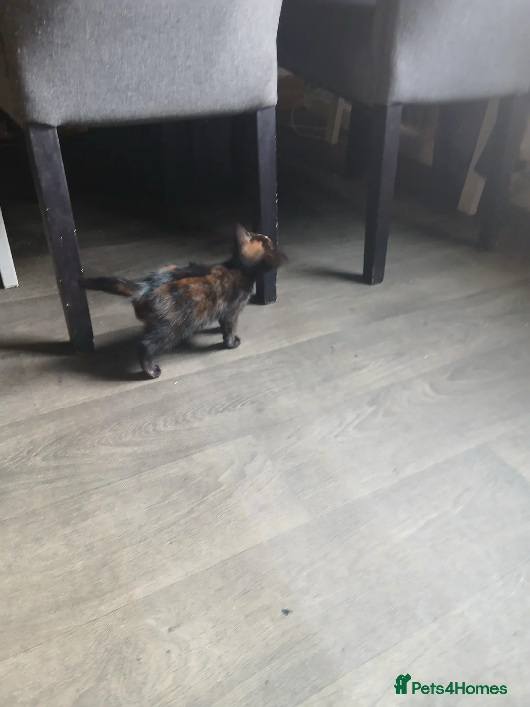 Mixed Breed cats for sale: Beautiful kitten - Advert 2