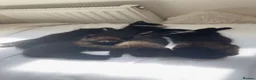Mixed Breed cats for sale: 5 kittens  in Worcester - Advert 1