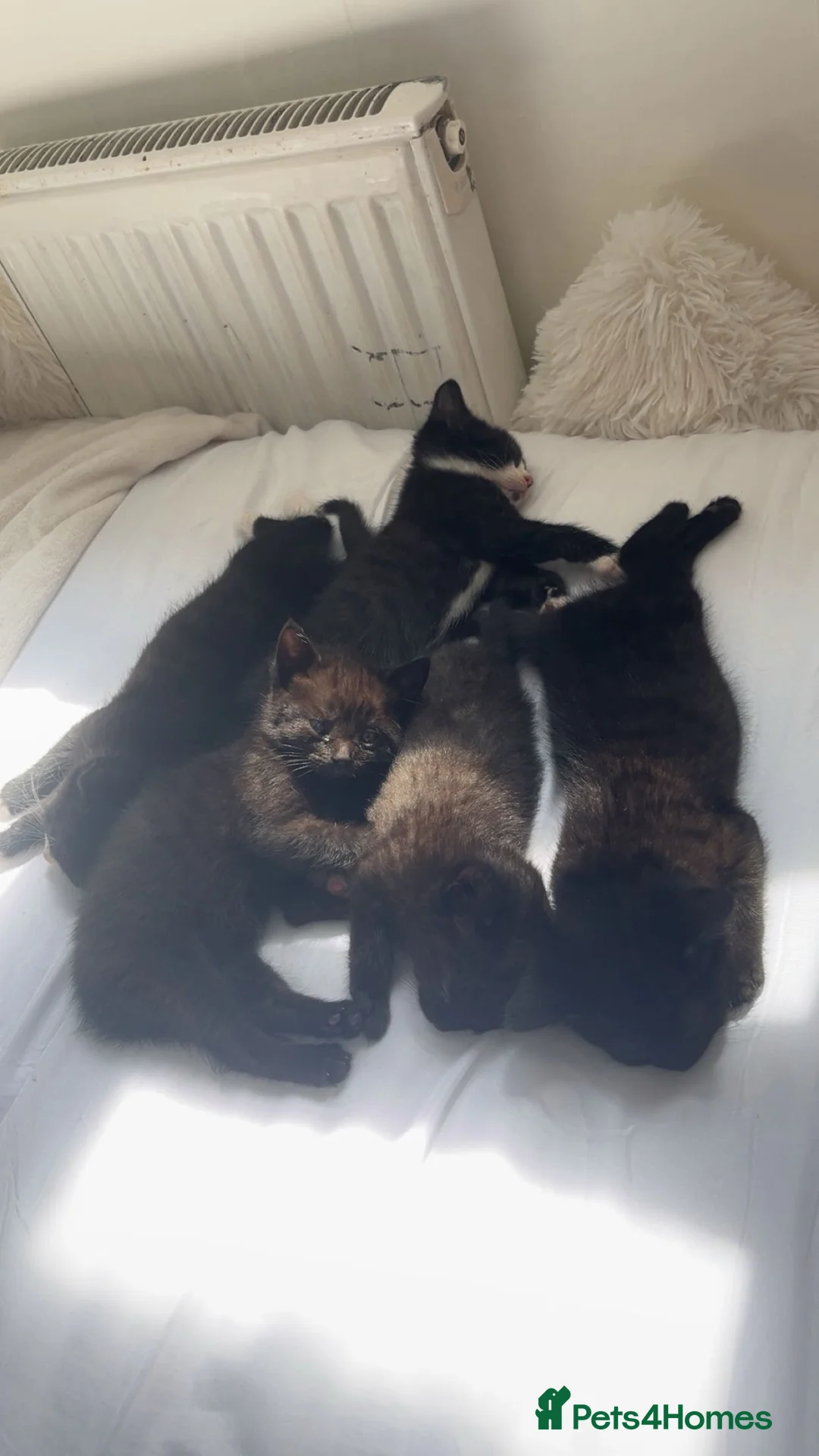 Mixed Breed cats for sale: 5 kittens  in Worcester - Advert 1