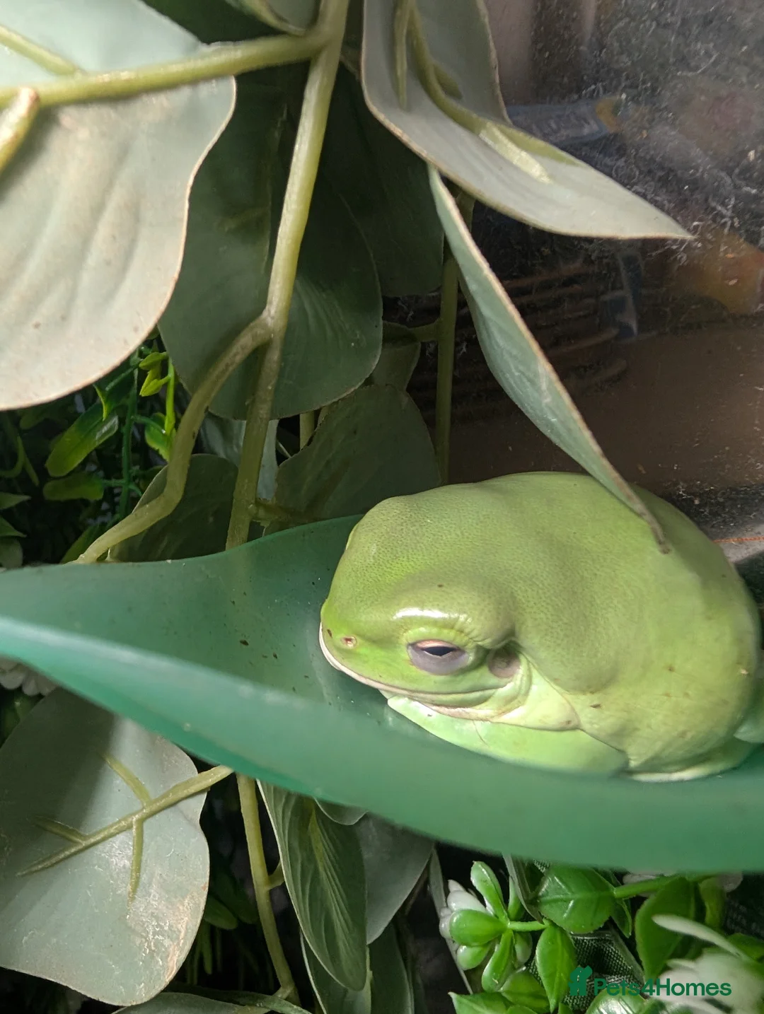 Frog reptiles for sale: 4 x whites tree frogs in Leicester - Advert 1