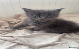 Maine Coon cats for sale: Tica Registered Maine coon kittens (one poly)  - Image 2