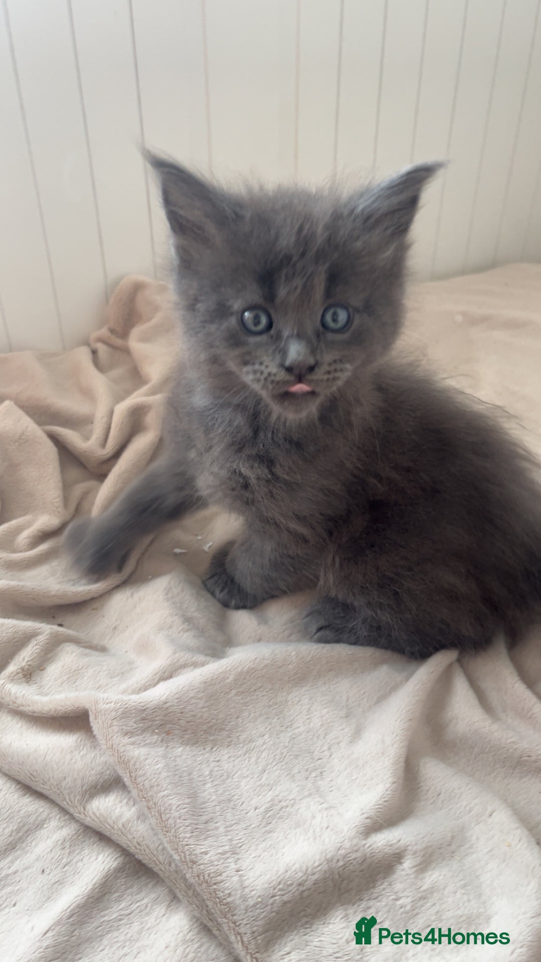 Maine Coon cats for sale: Tica Registered Maine coon kittens (one poly)  - Image 2