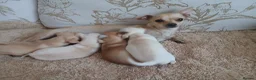 Chihuahua dogs for sale: Chihuahua Puppies  - Advert 13