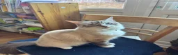 Ragdoll cats for sale: Boy and Girl Ragdoll in Woodford Green - Advert 5