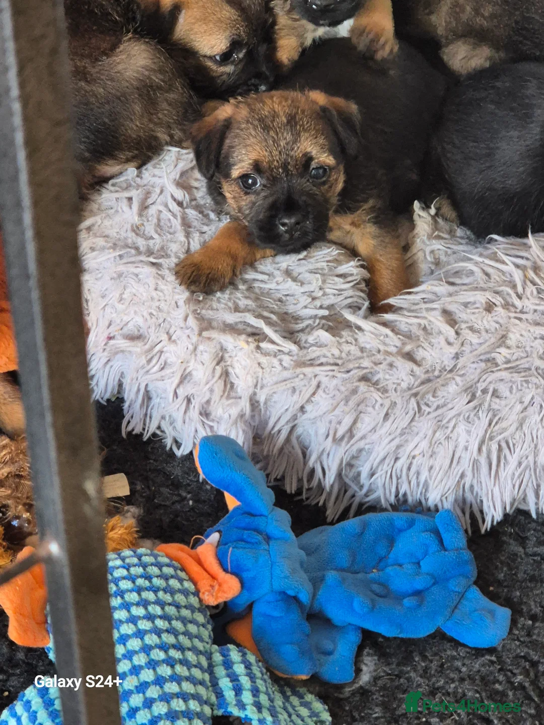 Border Terrier dogs for sale: Stunning border terrier puppys  - Advert 2