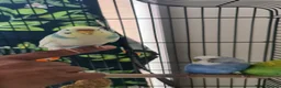 Budgerigars birds for sale: Beautiful budgies looking for a loving Home  in Aylesbury - Advert 5