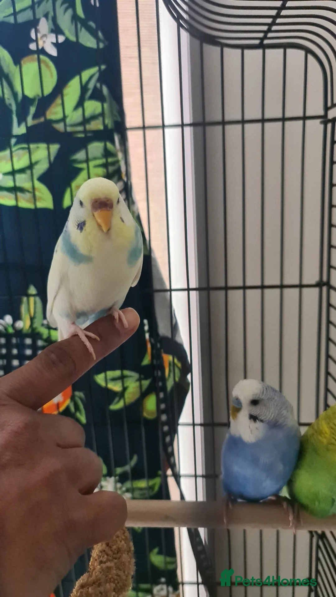 Budgerigars birds for sale: Beautiful budgies looking for a loving Home  in Aylesbury - Advert 5