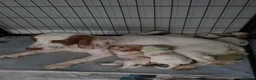 Sprocker dogs for sale: 4th gen Sprocker puppies  - Advert 3