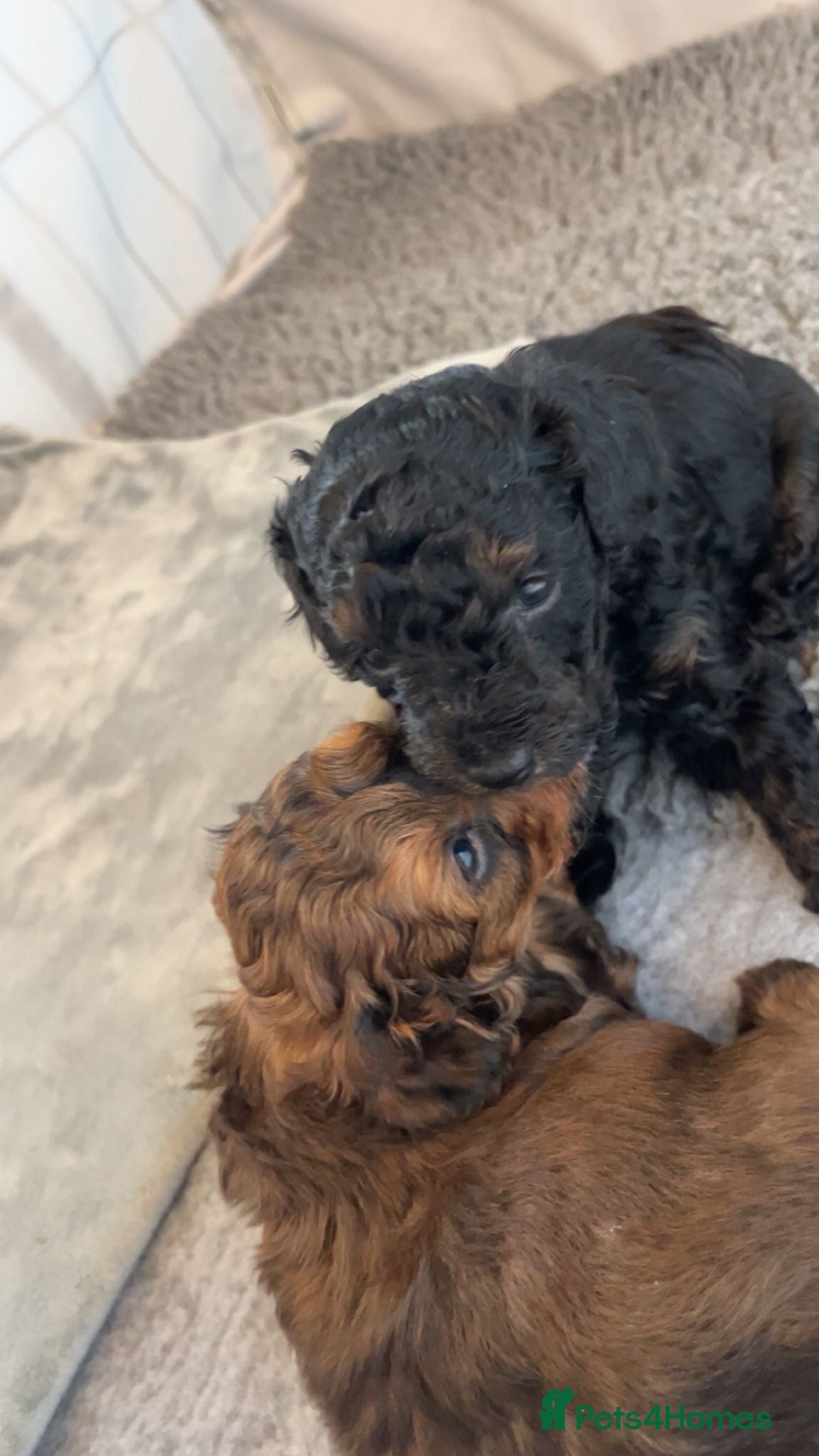 Mixed Breed dogs  Beautiful Toy Poodle Cross Puppies - Advert 2