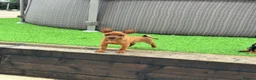 Miniature Pinscher dogs for sale: Min Pin Jesko Is Looking For His Forever Family 💙 - Advert 7