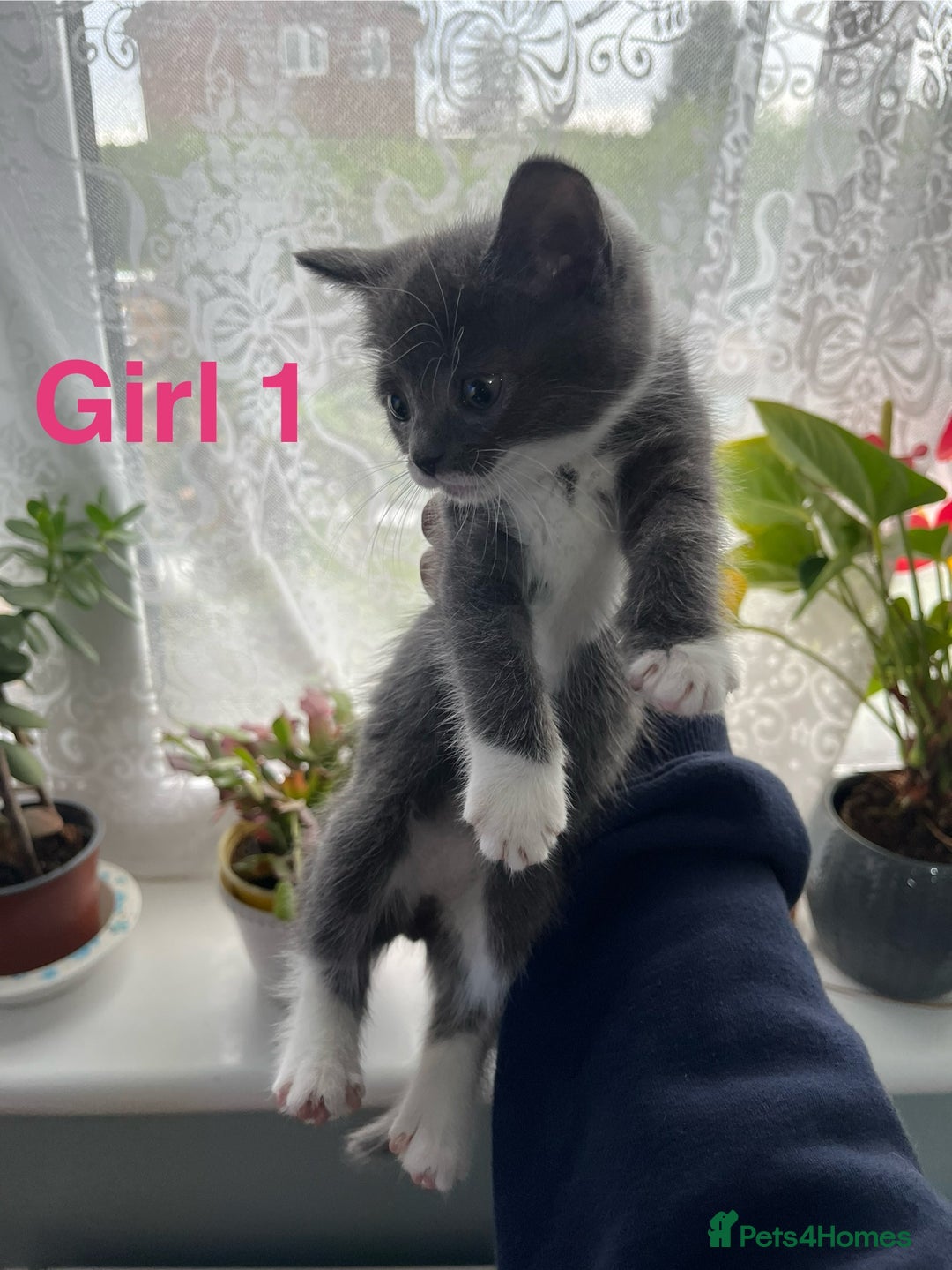 Mixed Breed cats for sale: 🐱 Gorgeous Kittens For Sale🐱 - Image 7