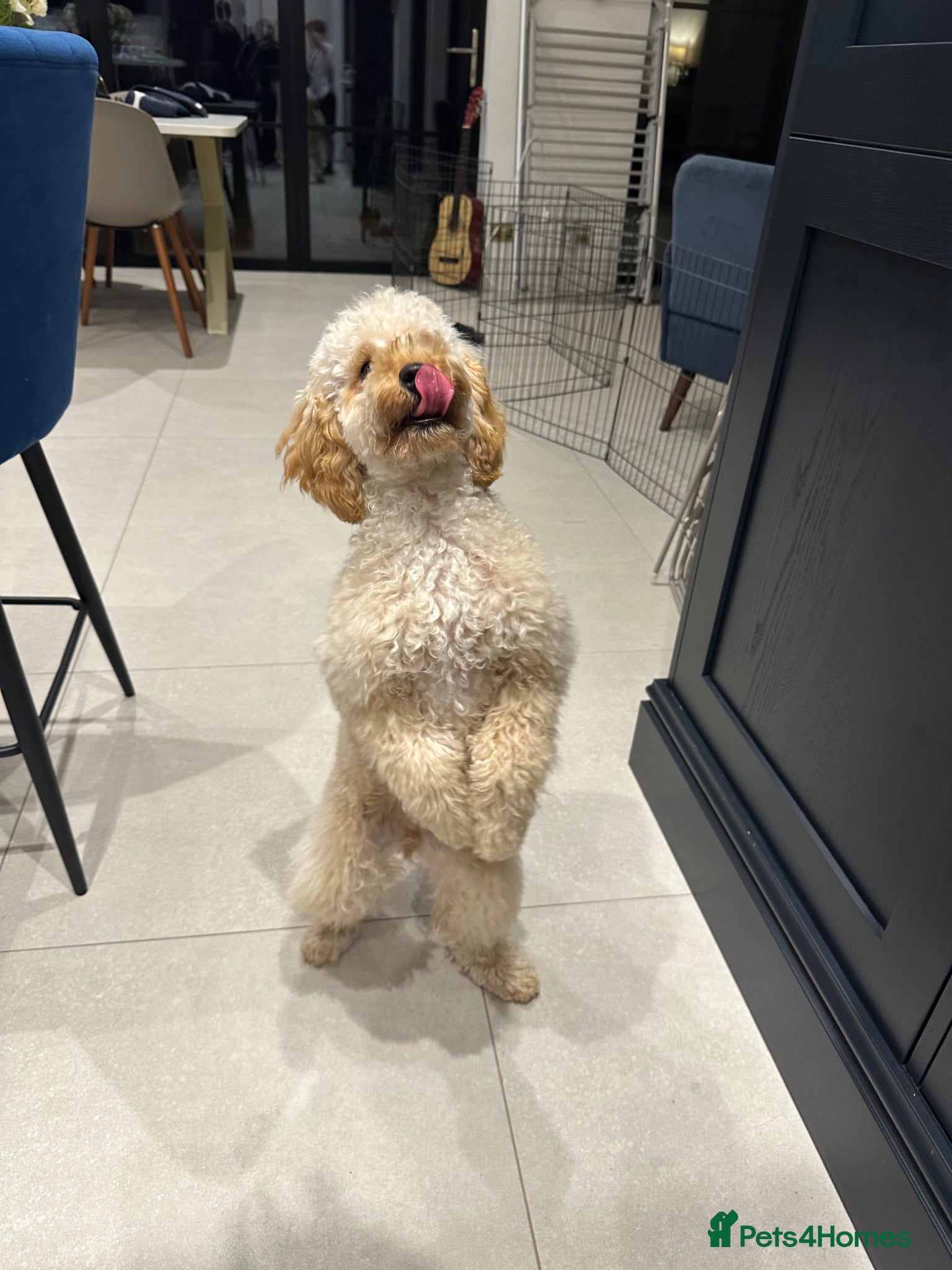 Cockapoo dogs Cockapoo Puppy 17 months - Advert 6