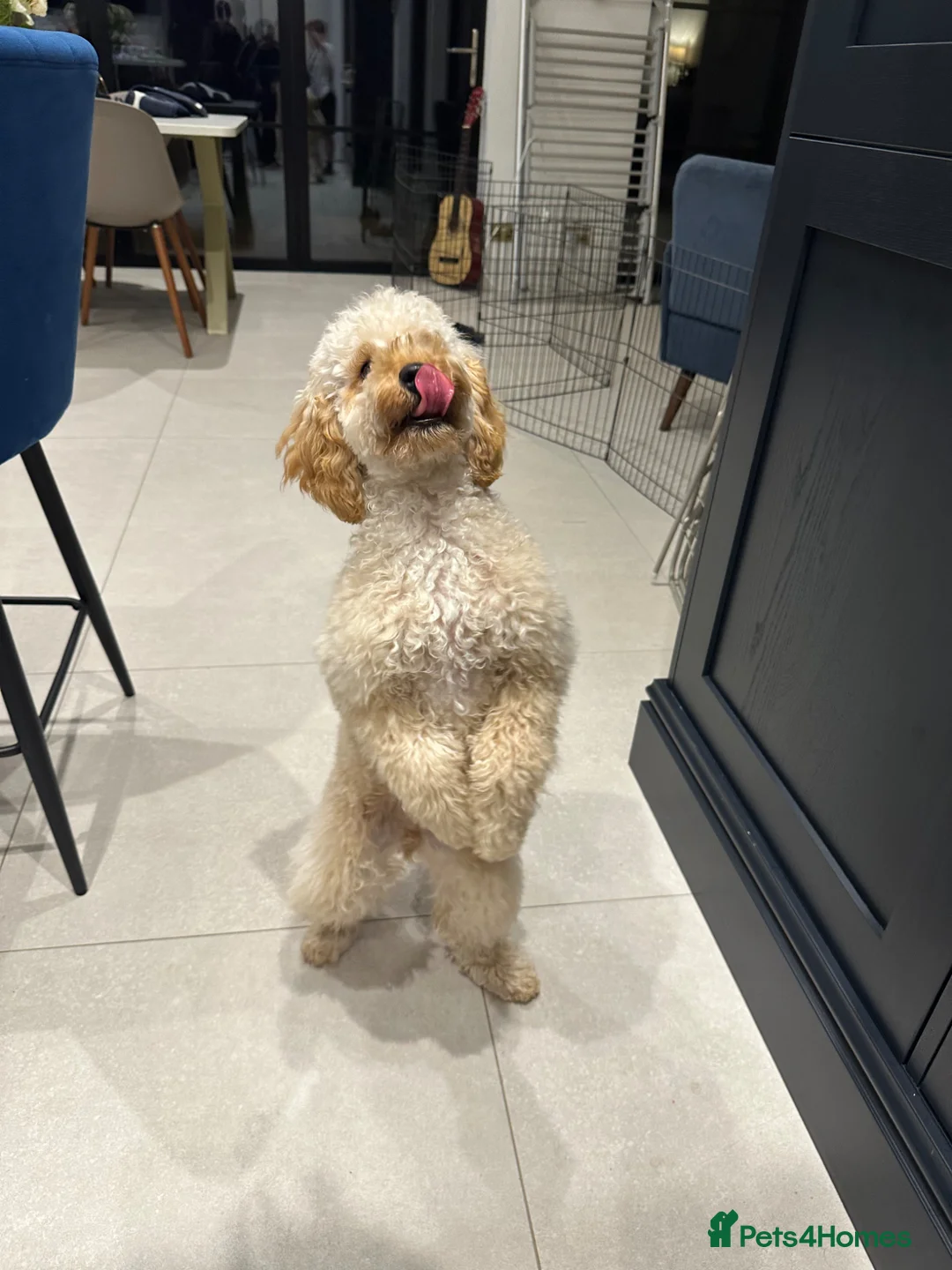 Cockapoo dogs for sale: Cockapoo Puppy 17 months - Advert 1