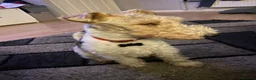 Fox Terrier dogs for stud: Wire haired fox terrier for stud  - Advert 3