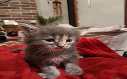 Maine Coon cats for sale: Maicoon XL - Image 25
