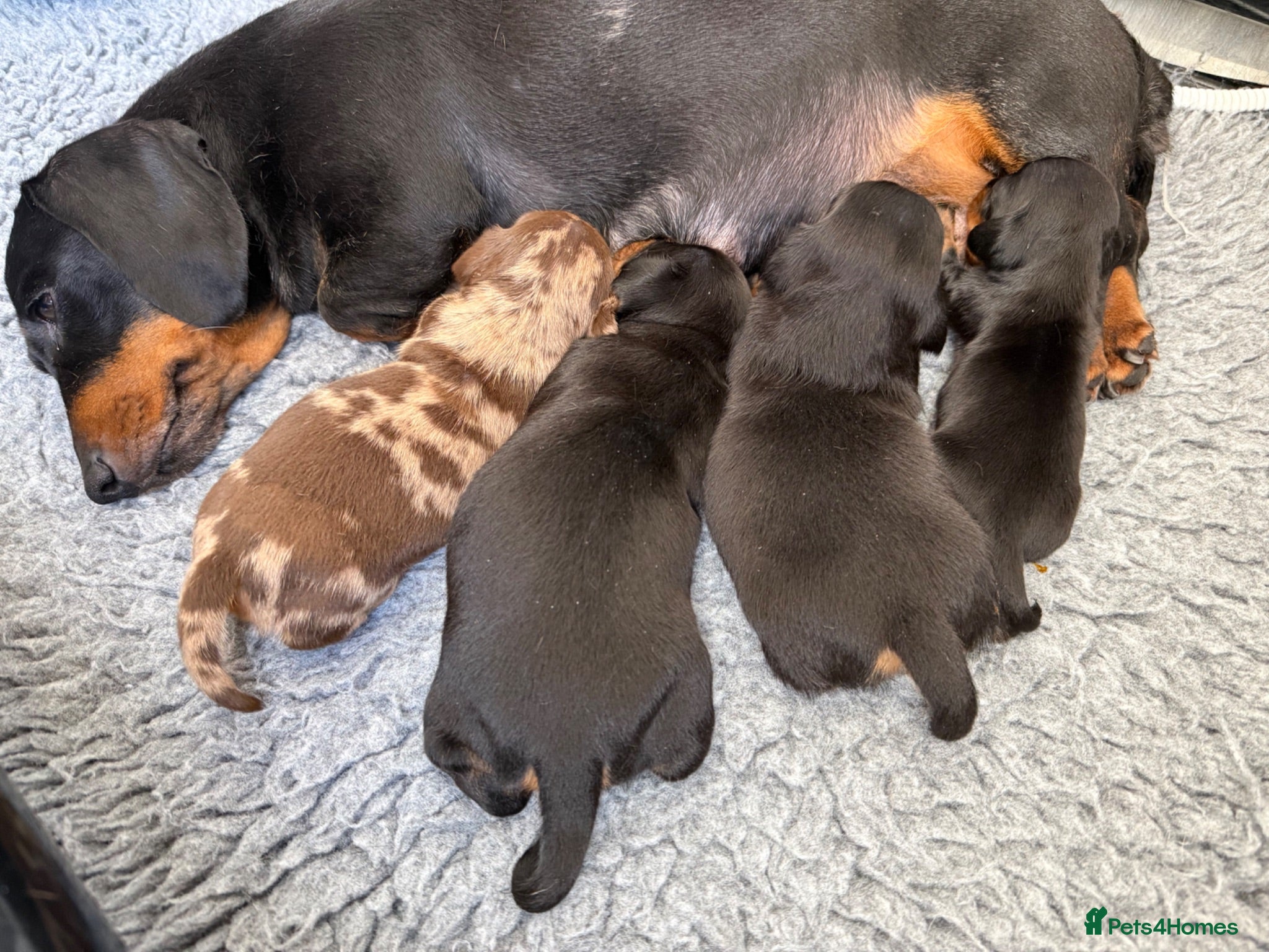 Miniature Dachshund dogs Stunning Miniature Dachshunds - Advert 4