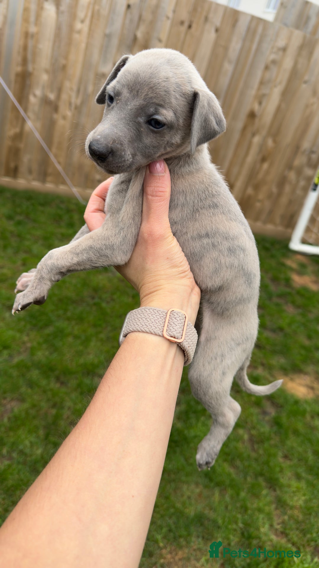 Whippet dogs for sale: OUTSTANDING PRESTIGIOUS LAGUNA BLUE WHIPPETS! KC - Image 37