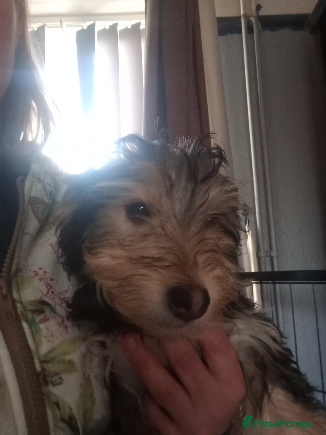Mixed Breed dogs for sale: 3 Cockapoo x Jack Russell DNA clr Mum - Advert 21