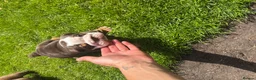 English Bulldog dogs for sale: Bulldogs - Advert 5