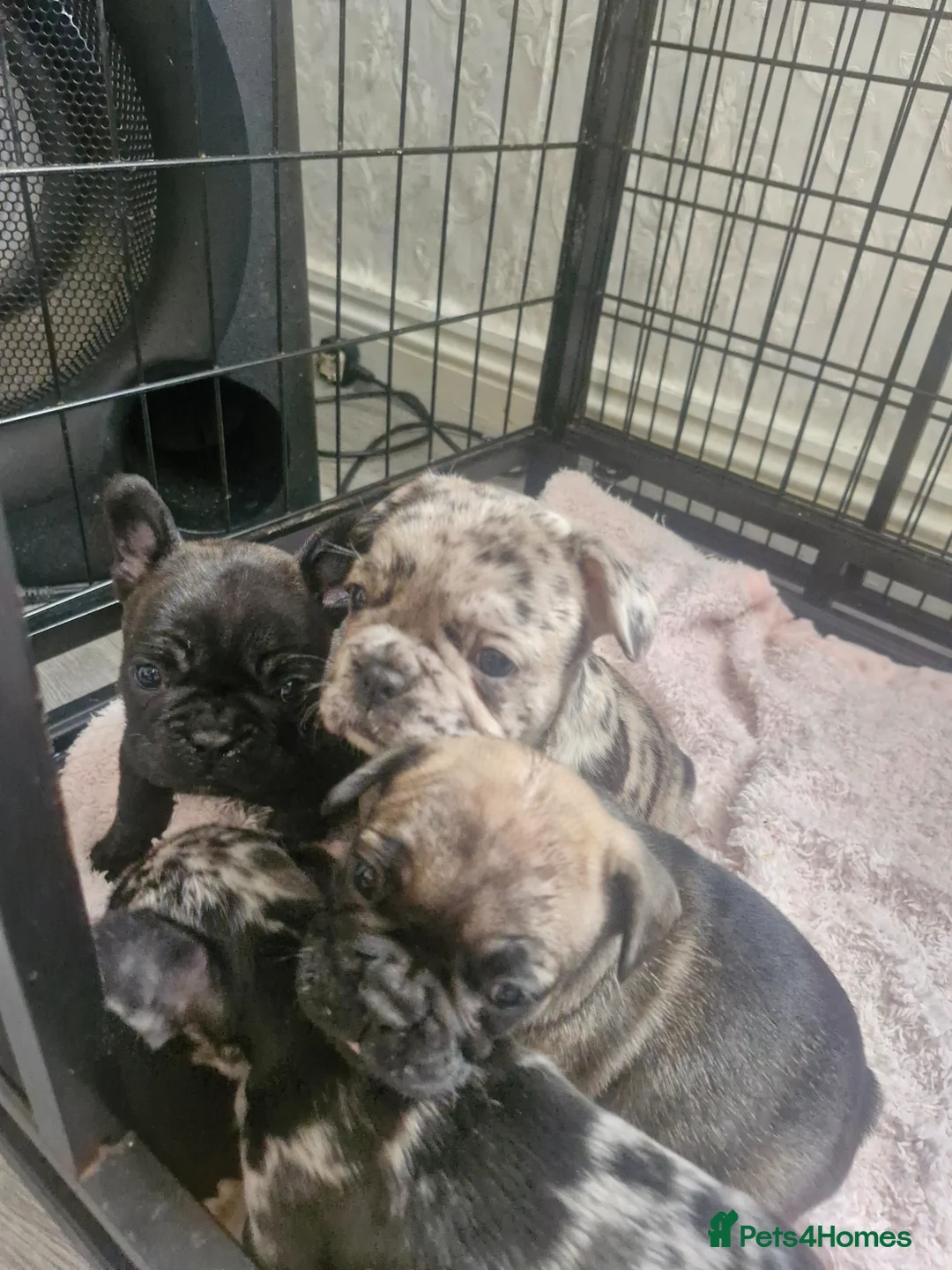 French Bulldog dogs for sale: French bulldogs  - Advert 1