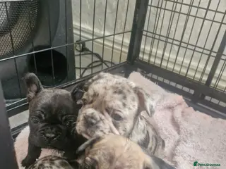 French Bulldog dogs French bulldogs - Advert 1