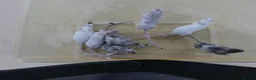 Mouse rodents for sale: Fancy Mice - Advert 4