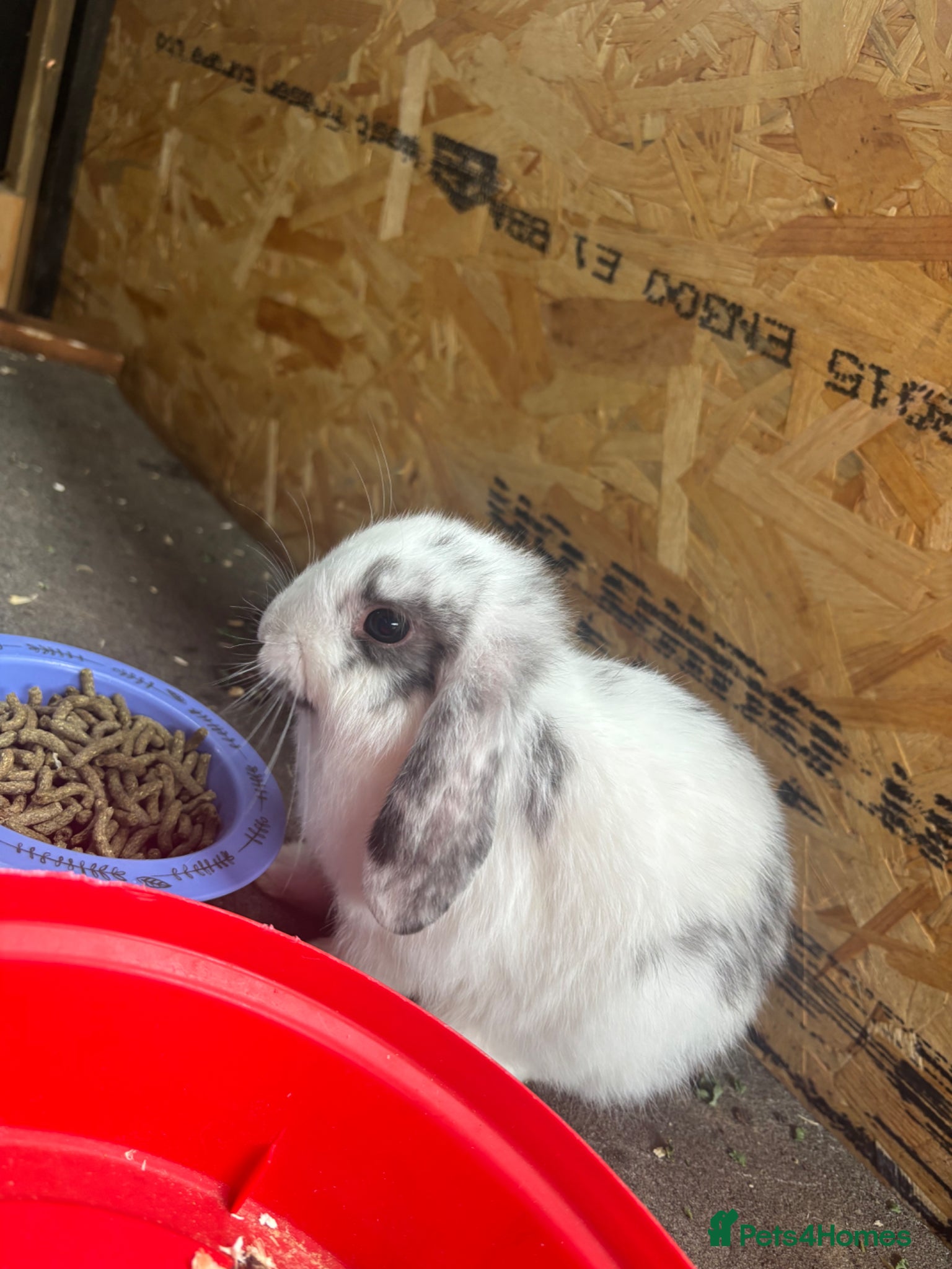 Mini Lop rabbits 2 female mini lops  - Advert 1