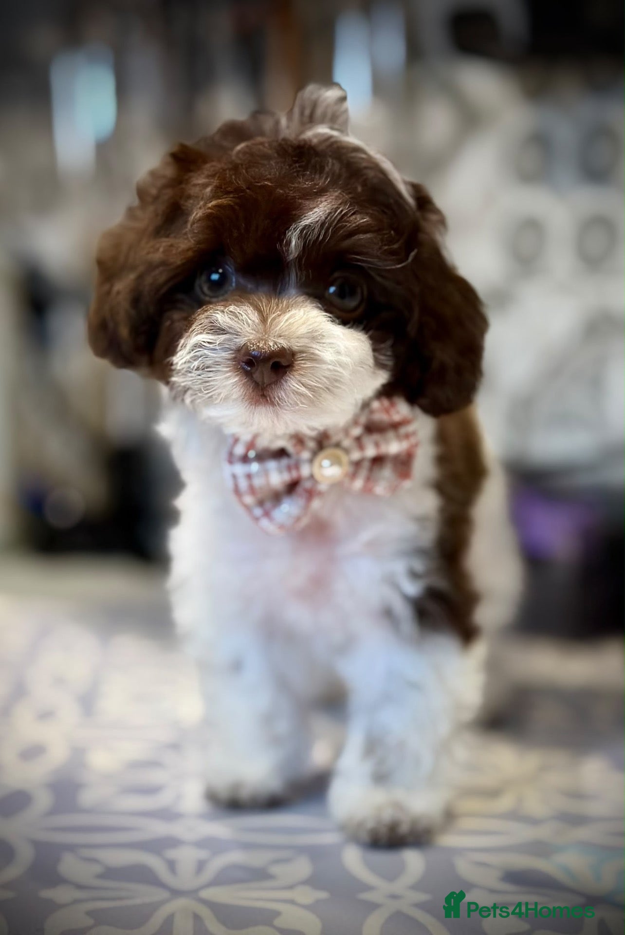 Toy Poodle dogs 🐾 3 Gorgeous Asian Poodle Puppies 🐾 - Advert 2