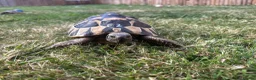 Hermann Tortoise reptiles for sale: Various Ages of Hermann Tortoises in Bridgwater - Advert 9