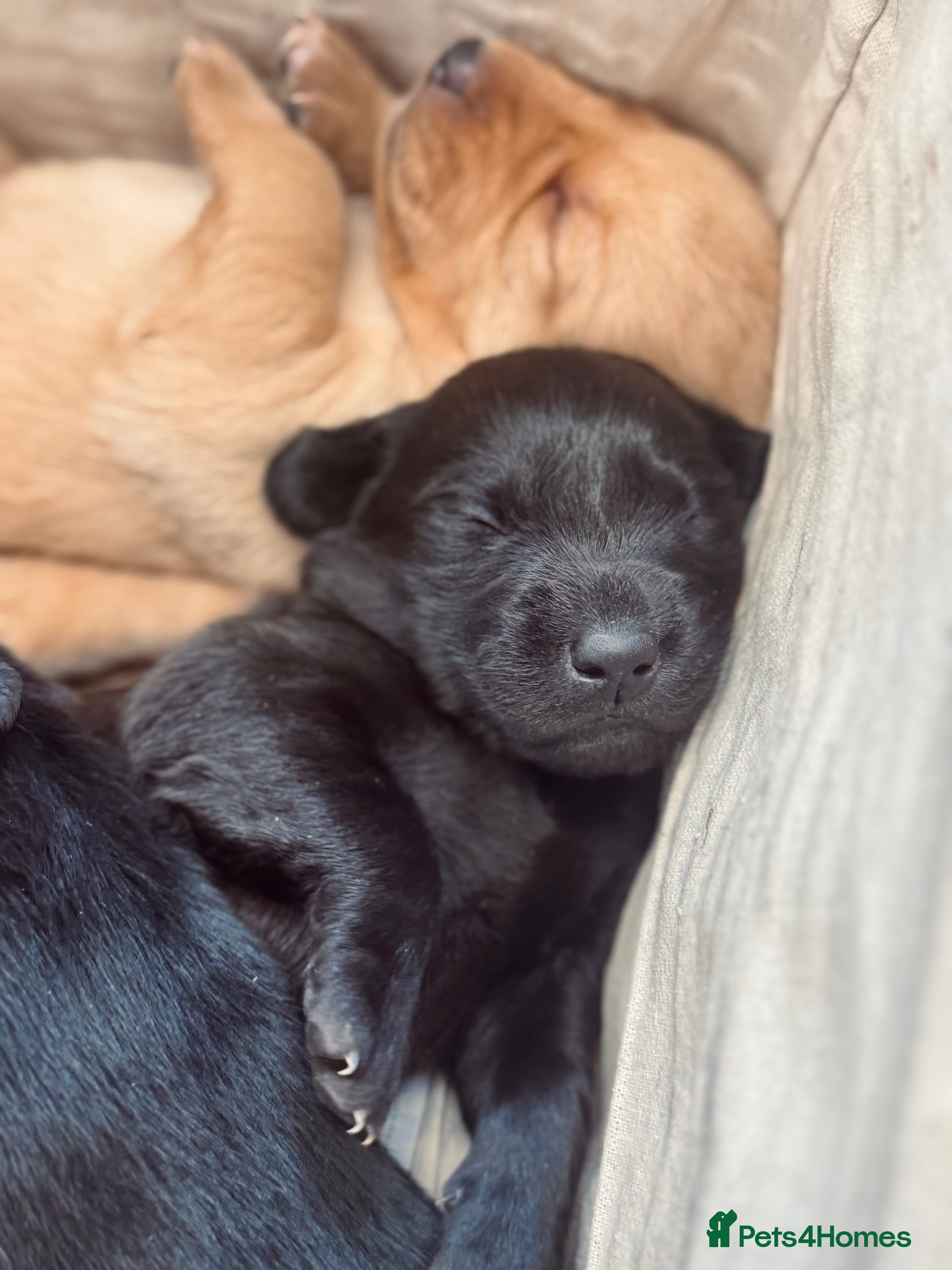 Labrador Retriever dogs Working Labrador Puppies - Advert 4