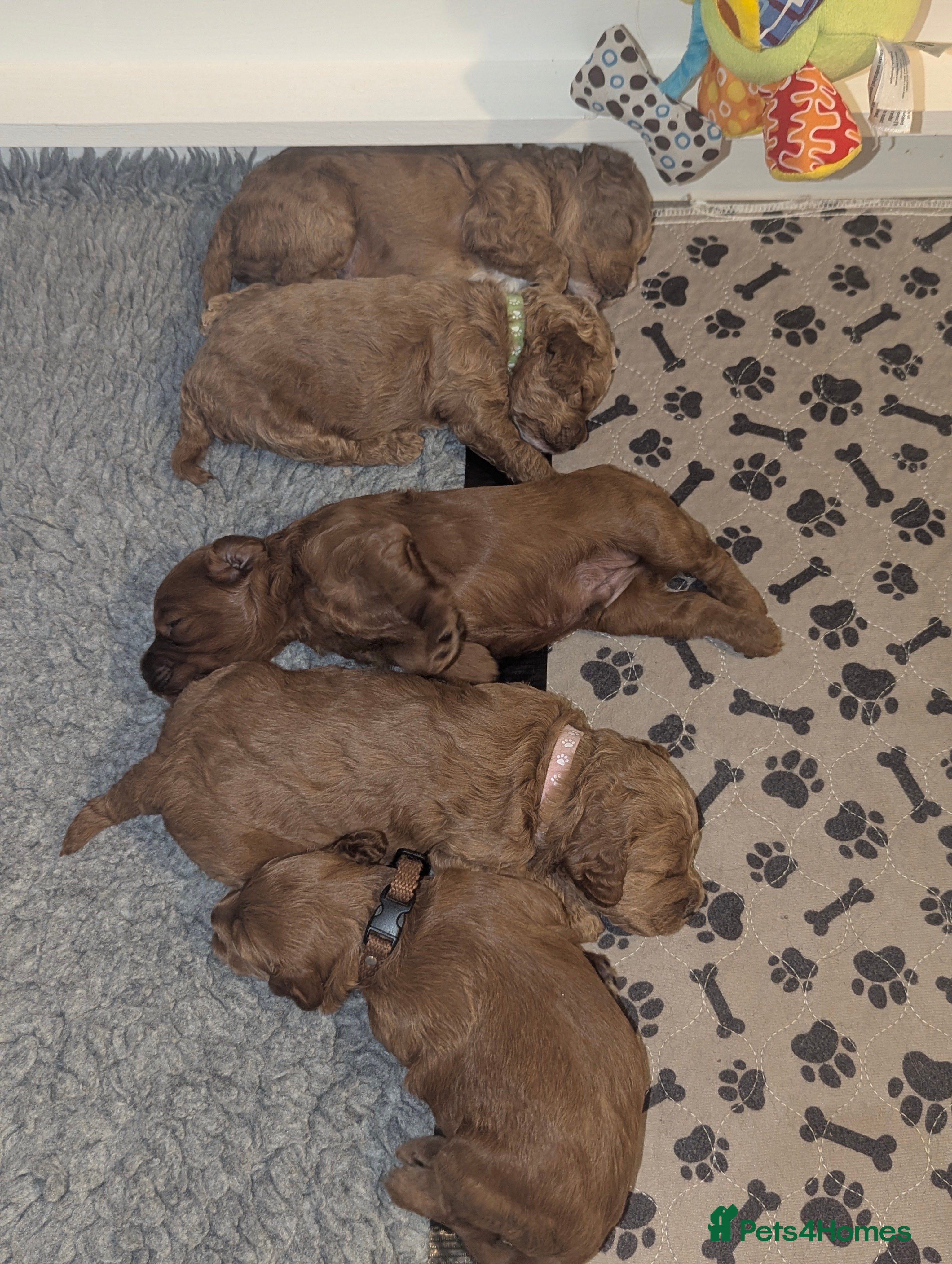 Cavapoo dogs Beautiful Cavapoo Puppies Available - Advert 3
