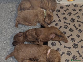 Cavapoo dogs Beautiful Cavapoo Puppies Available - Advert 3
