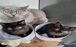 British Shorthair cats for sale: 🤎SALE!!! Chocolate BSH boy and girl, LONDON SE9🤎 - Image 8