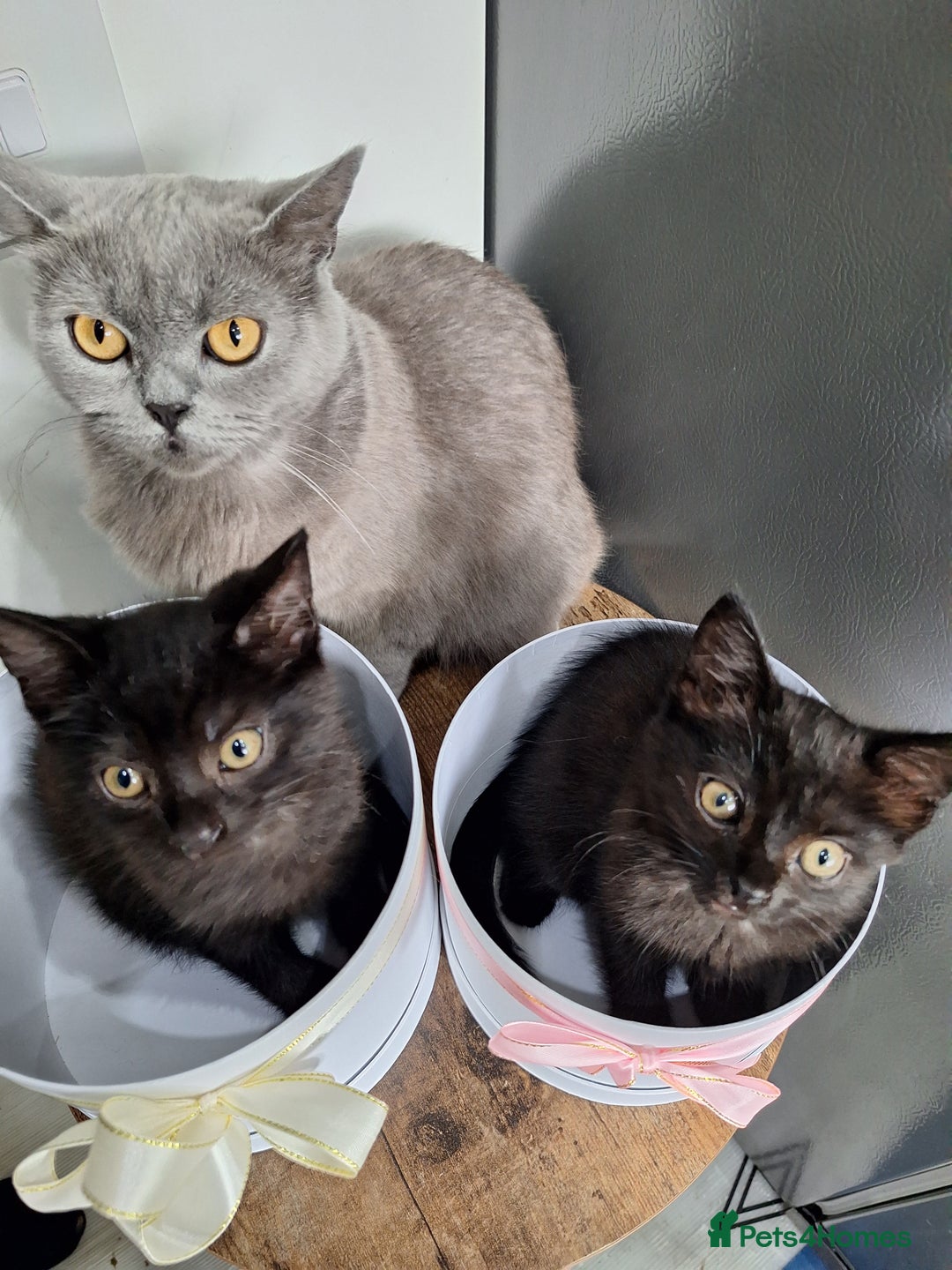 British Shorthair cats for sale: 🤎SALE!!! Chocolate BSH boy and girl, LONDON SE9🤎 - Image 8