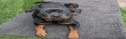 Rottweiler dogs for sale: Territory-Smart Tails & Watchful Souls-Rottweilers in Northampton - Advert 16