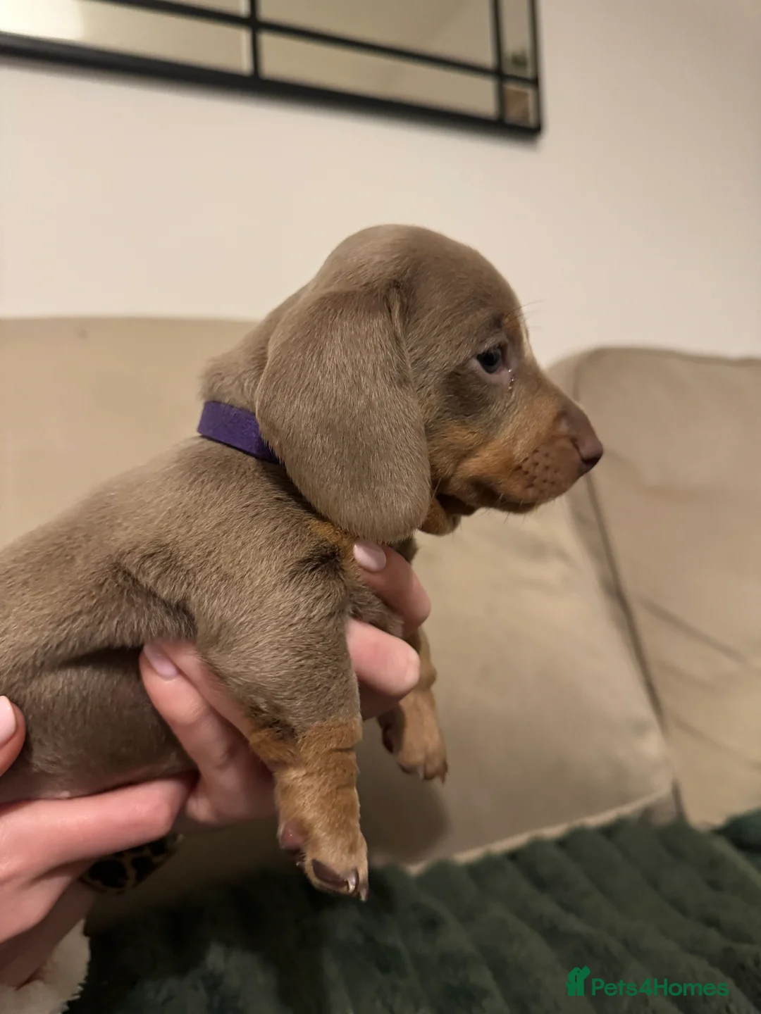 Miniature Dachshund dogs for sale: 2 beautiful Isabella and tan mini dachshunds  - Advert 17